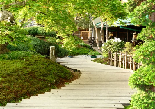 Wooden pathway surrounded by moss and large trees