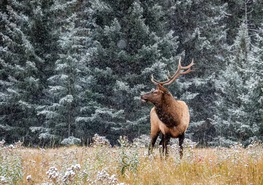 Moose in an empty valley while snow falls