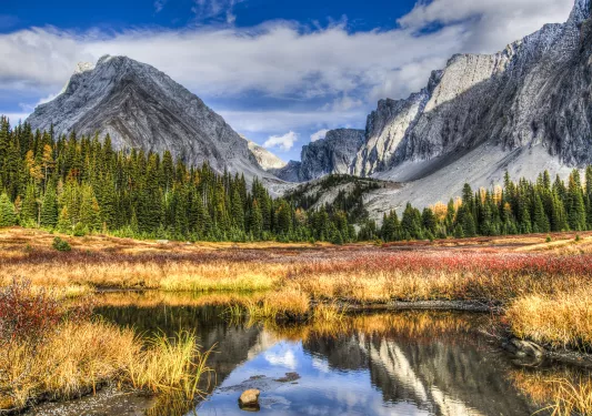 Valley with tall trees and large mountains in the background