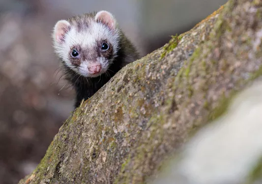 Lemur staring at the camera, hiding behind a large rock