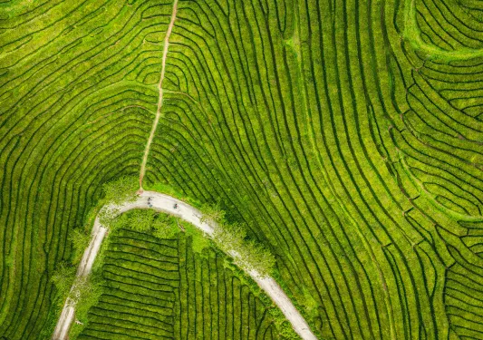 Sky view of a dirt path cutting in between a field of patterned bushes