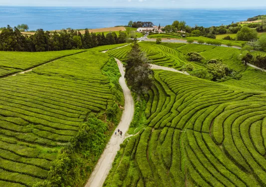 Group of three people walking on a dirt path that cuts through a field of grassy bushes