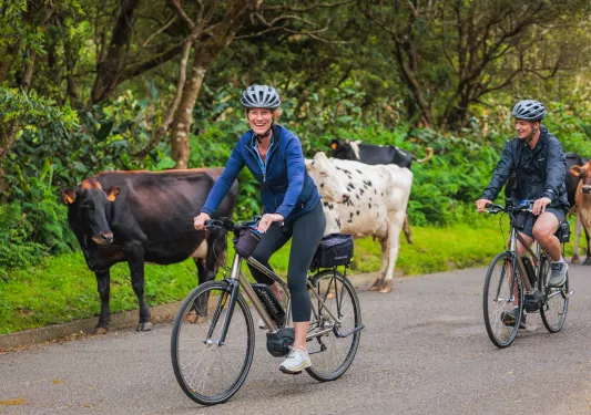 Man and woman riding bikes in front of a group of cows on the road