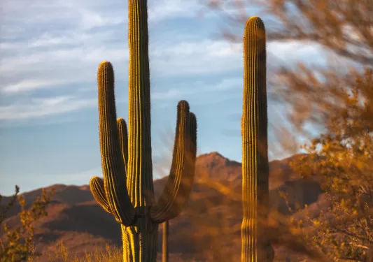 Two cacti in a valley of bushes and dirt