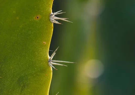 Close-up shot of thorns on a cacti