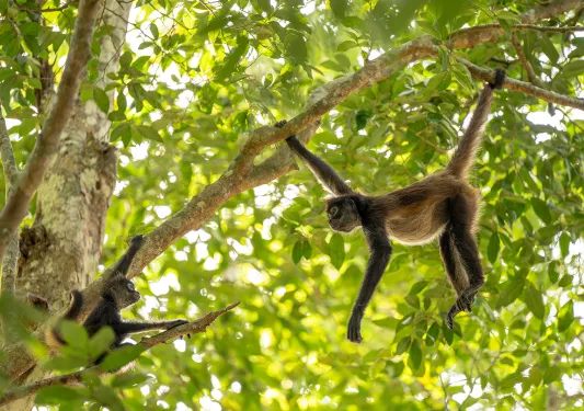 Monkey hanging on a branch going towards baby monkey