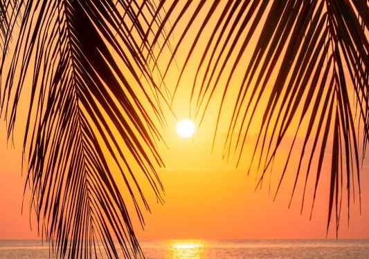 Palm tree branches with a sunset in the background