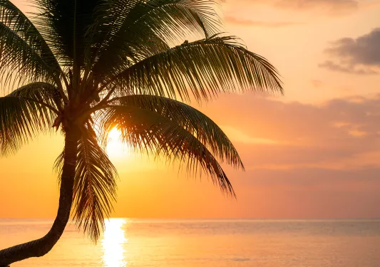 Palm tree with the sunset in the distance