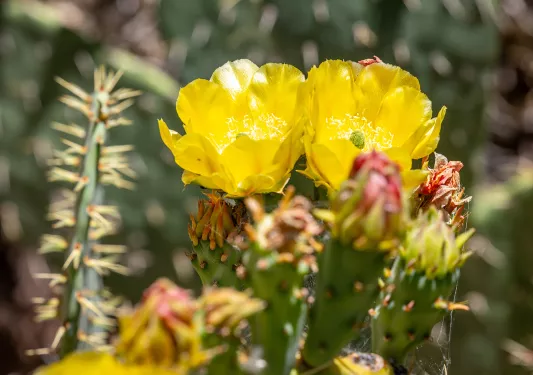Close-up photo of two yellow flowers surrounded by cacti