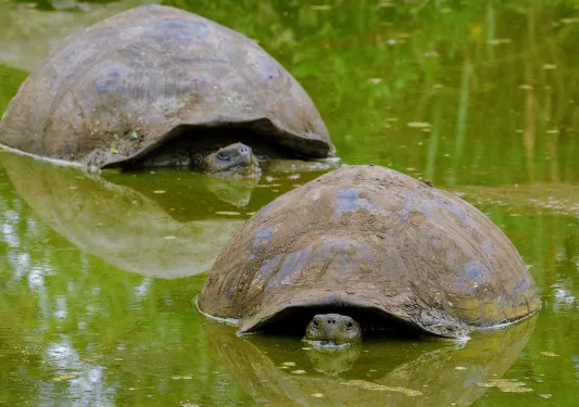 Two turtles in the water