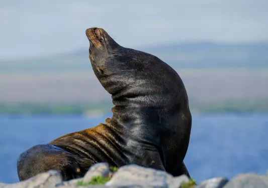 Seal stretching on a rock