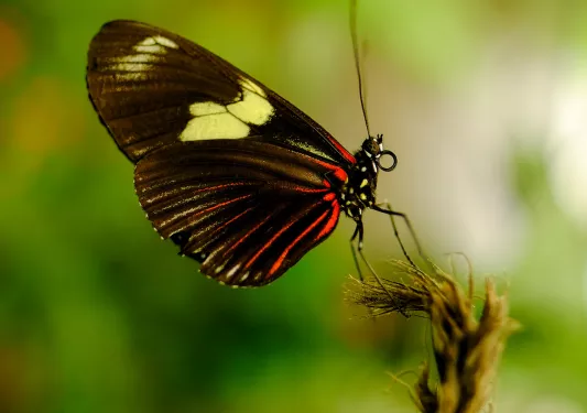 Butterfly landing on a flower