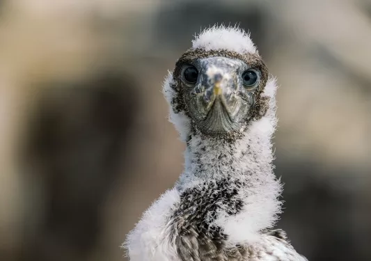 Black and White bird