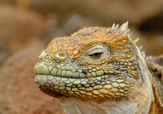 Reptile's face