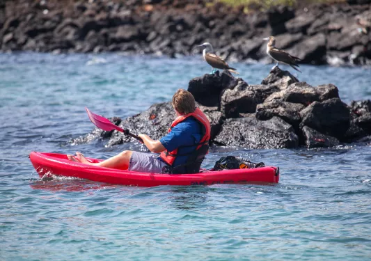 Kayaker floating by birds