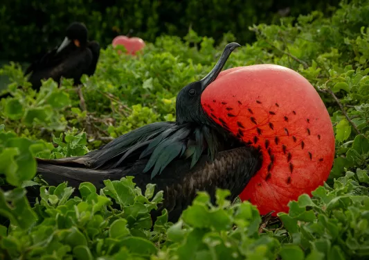 Bird with large red chest in shrubs