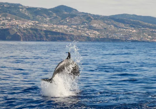 Dolphin jumping out of the ocean water