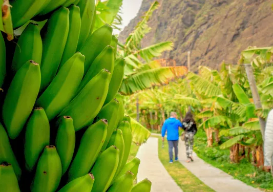 Green plantains with two people walking away in the distance