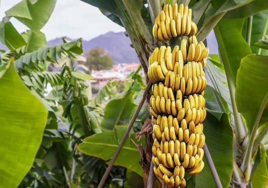 Bananas hanging from a green banana tree