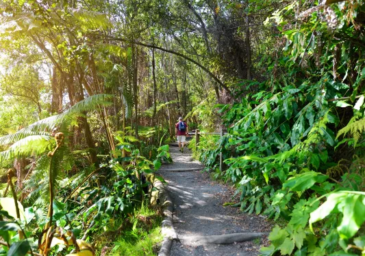 Man walking on a dirt path surrounded by tall trees and plants