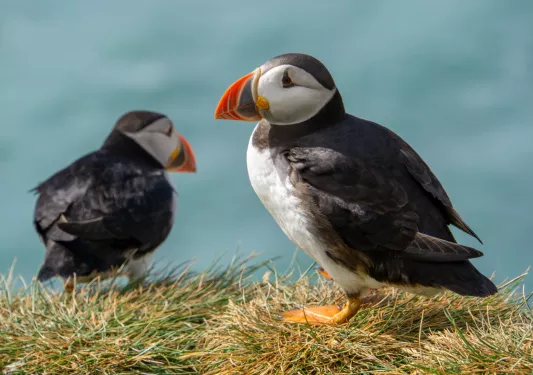 Two puffin birds sitting on a small bed of weeds