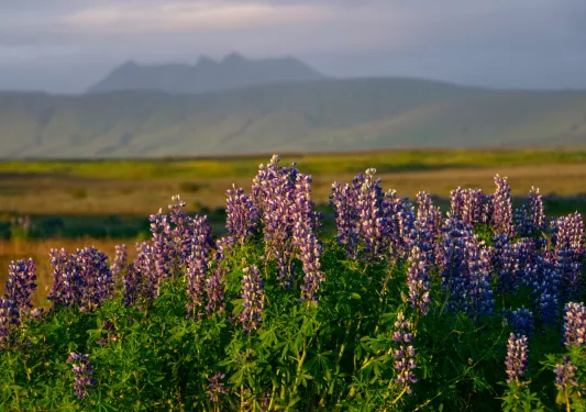 a field of purple flowers