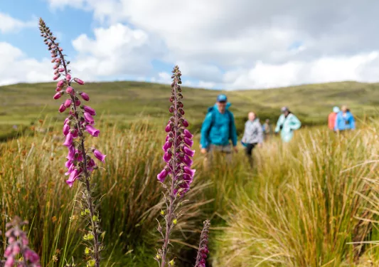 Two flowers in a field of tall weeds, with a group of people blurred in the background