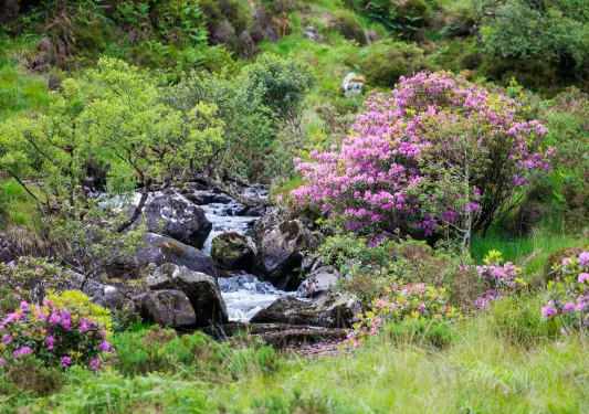 Small river surrounded by pink flowers and small trees