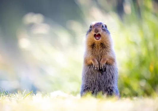 gopher in field
