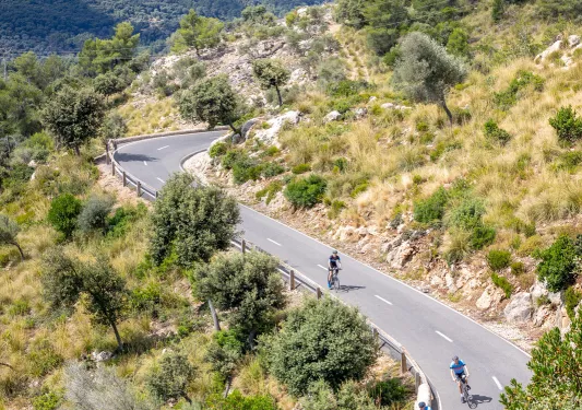 Group of four people riding their bikes along a road with large trees on either side