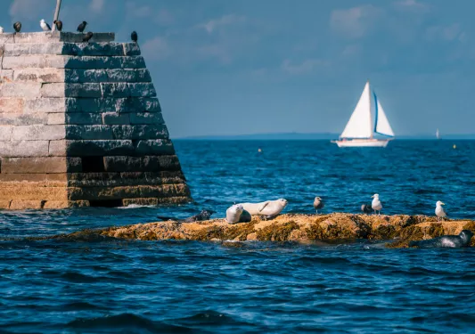 Two gray seals laying down on a dirt island in the middle of an island