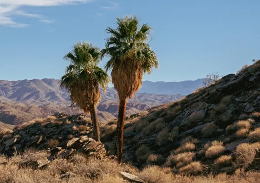 To large palm trees in the middle of a dried valley