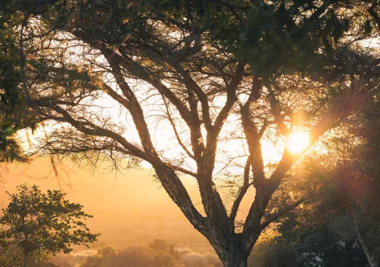 Sun setting behind a large tree