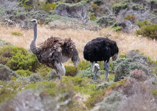 Two ostriches walk through brush