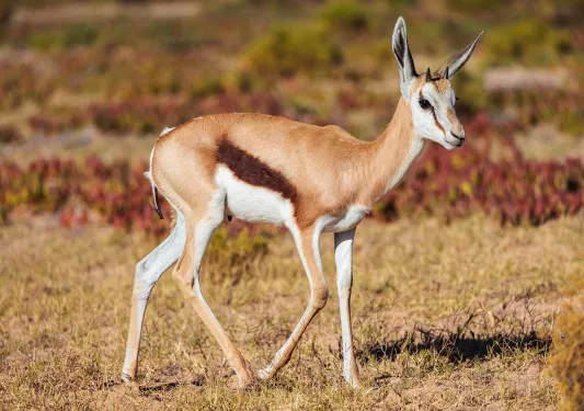 An antelope walks through a field