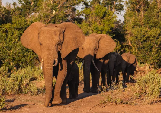 A group of elephants walk through a sunny pasture