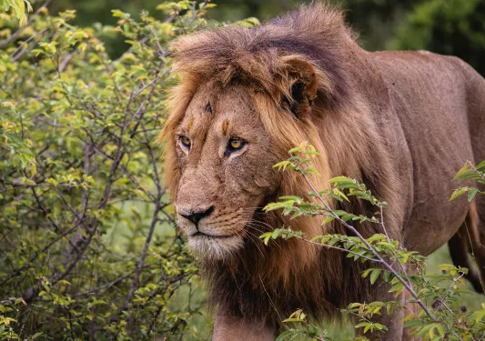 A lion walks through bushes