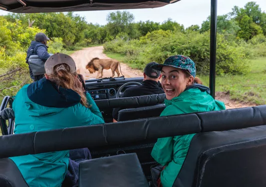 A safari bus stops in front of a lion