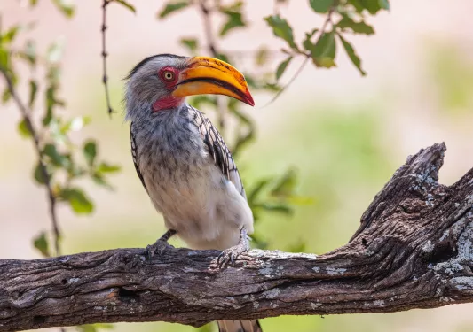 An orange beaked bird stands on a branch