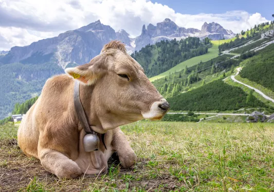 Cow laying down on a grassy field, with grassy hills in the background