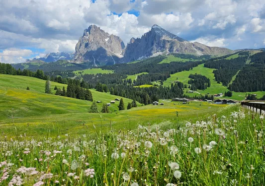 Green flowering fields with mountains in the backdrop