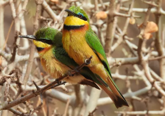 two green and yellow birds on a twig