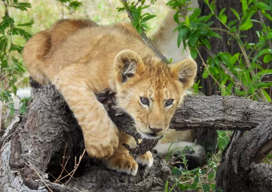 Lion laying down on a tree branch looking at the camera