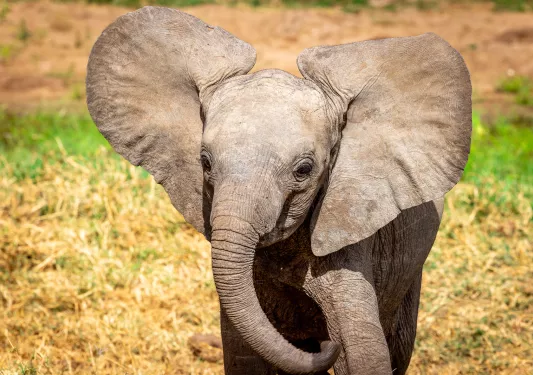 a baby elephant
