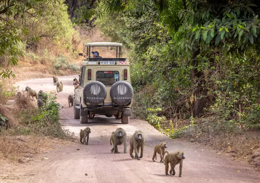 monkeys surround a jeep on safari