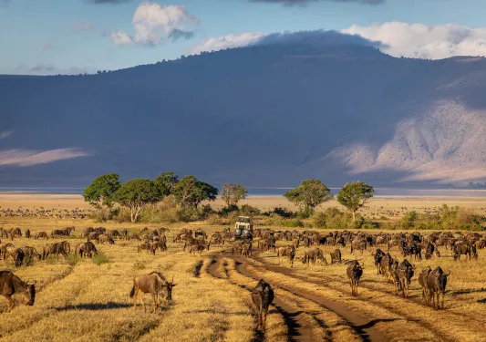 cows grazing on a field