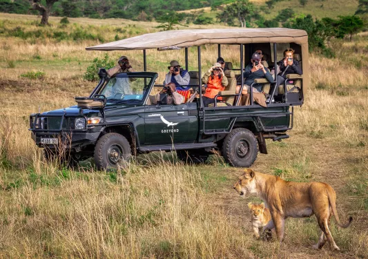 a caravan on safari next to a lion