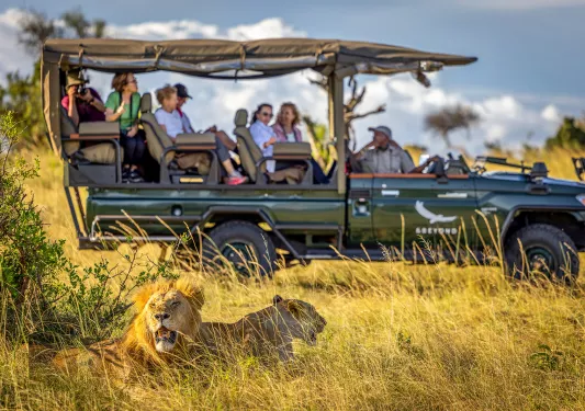 two lions lounge near a car