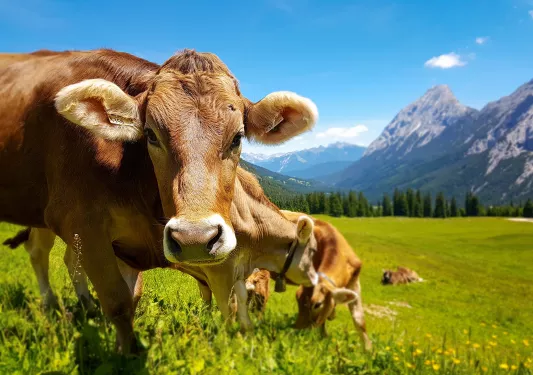 cows grazing in a meadow