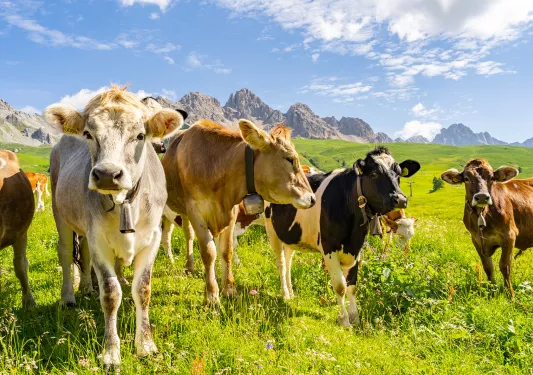 Herd of cows in a grassy valley
